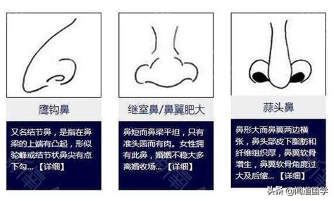 鼻孔面相|面相學之鼻型解析、全面解讀鼻子與命運